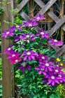 USA, Washington State, Sammamish. Clematis growing in pots in garden Art Print